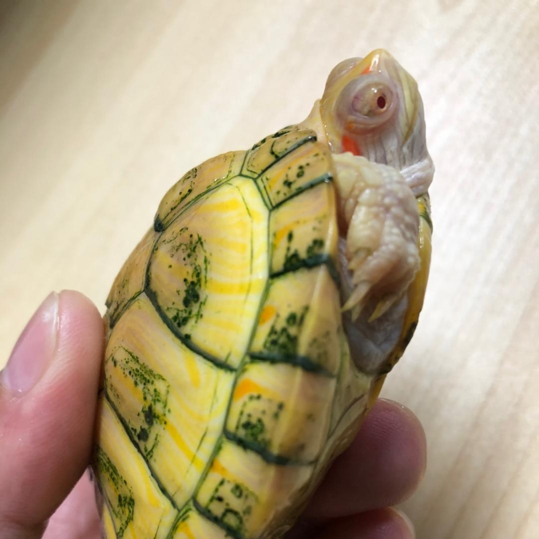 莲丰生态大甲鱼