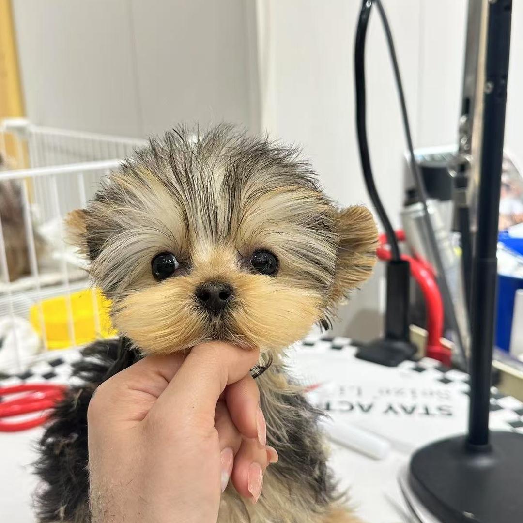 🍬糖果の约克夏