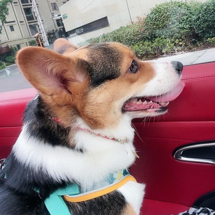 柯基公主💋奶糖