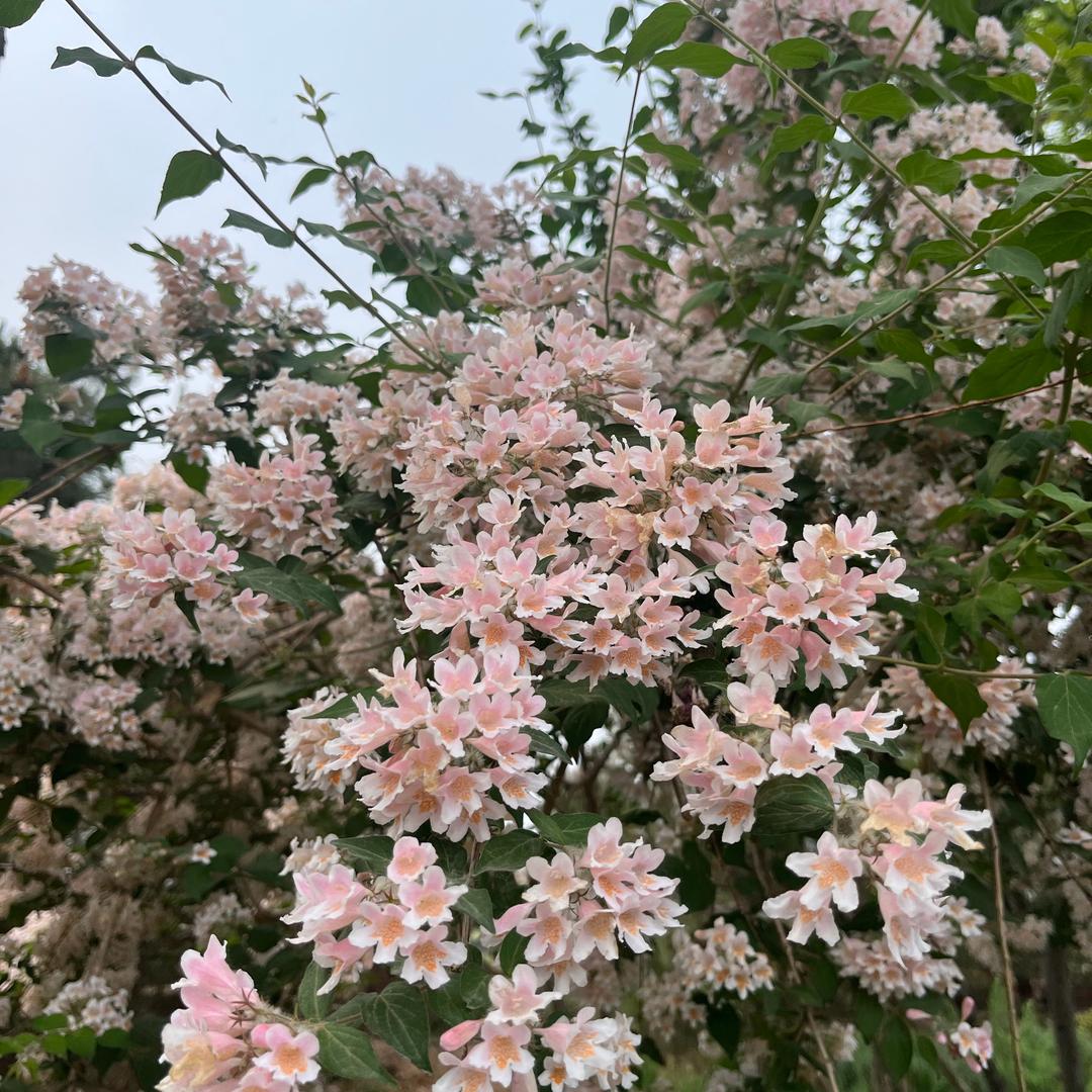 甜柚🍧૮₍◜ෆ◝.₎ა头像