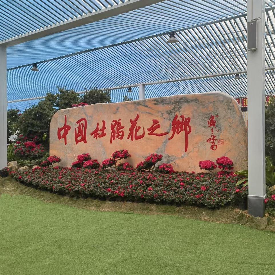 小李精品杜鹃