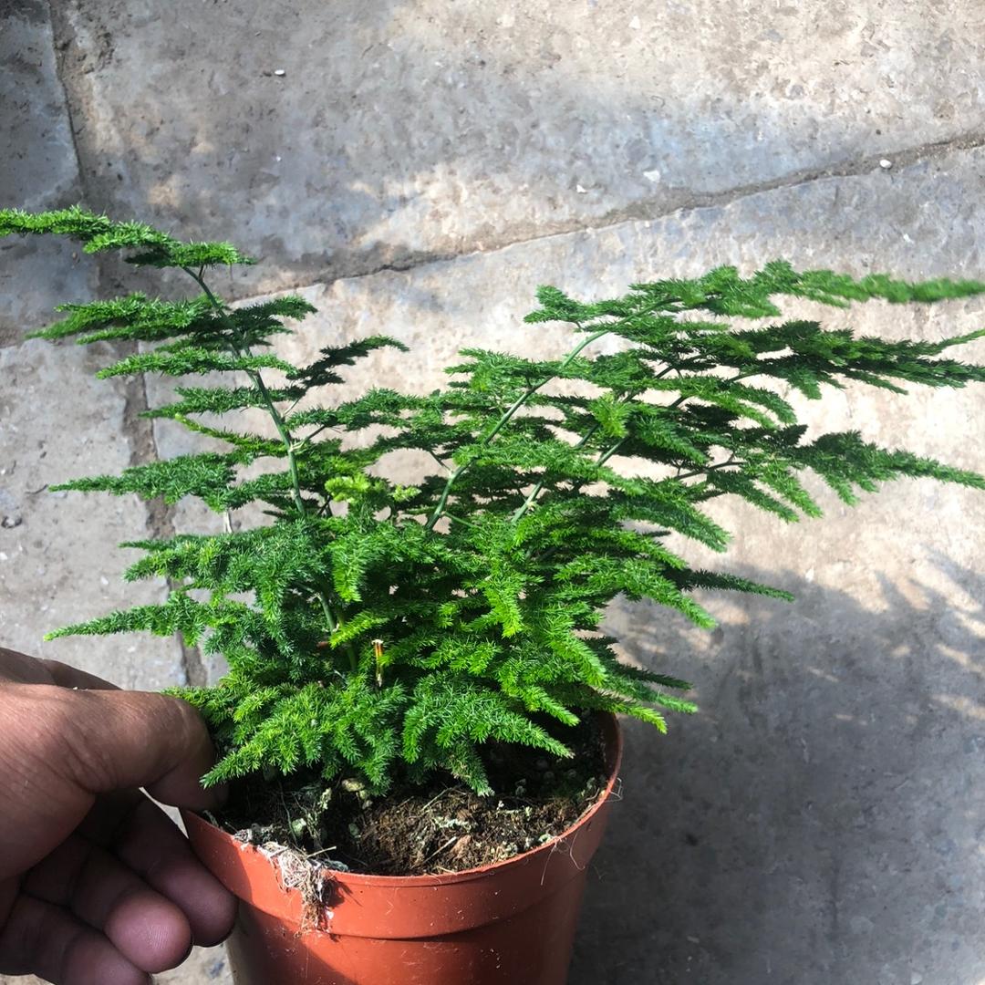 陈姐唐山云竹