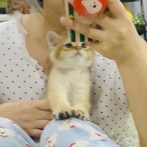 小猫黄金果