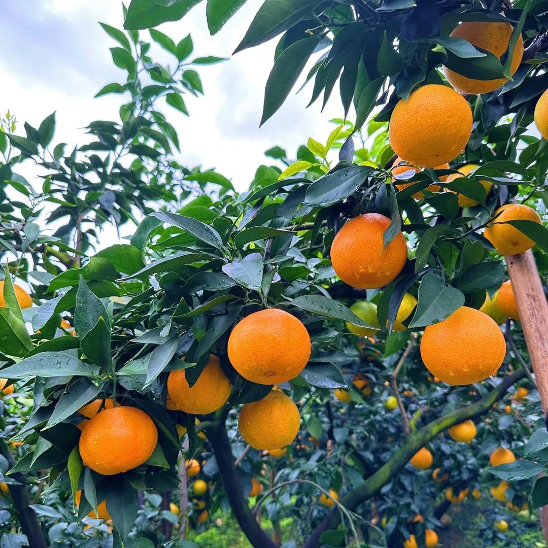 爱媛果冻橙🍊 一号仓库