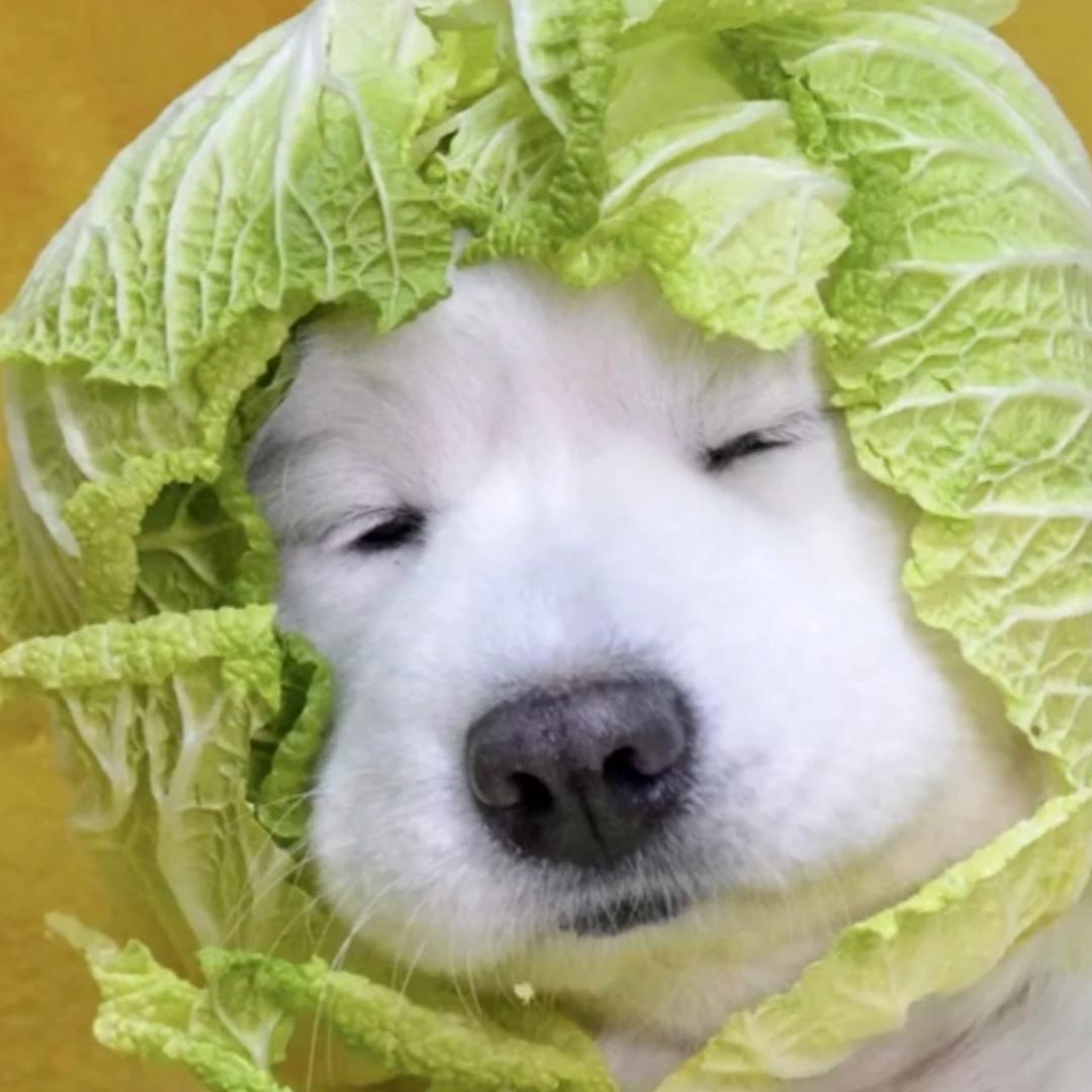 快乐老八