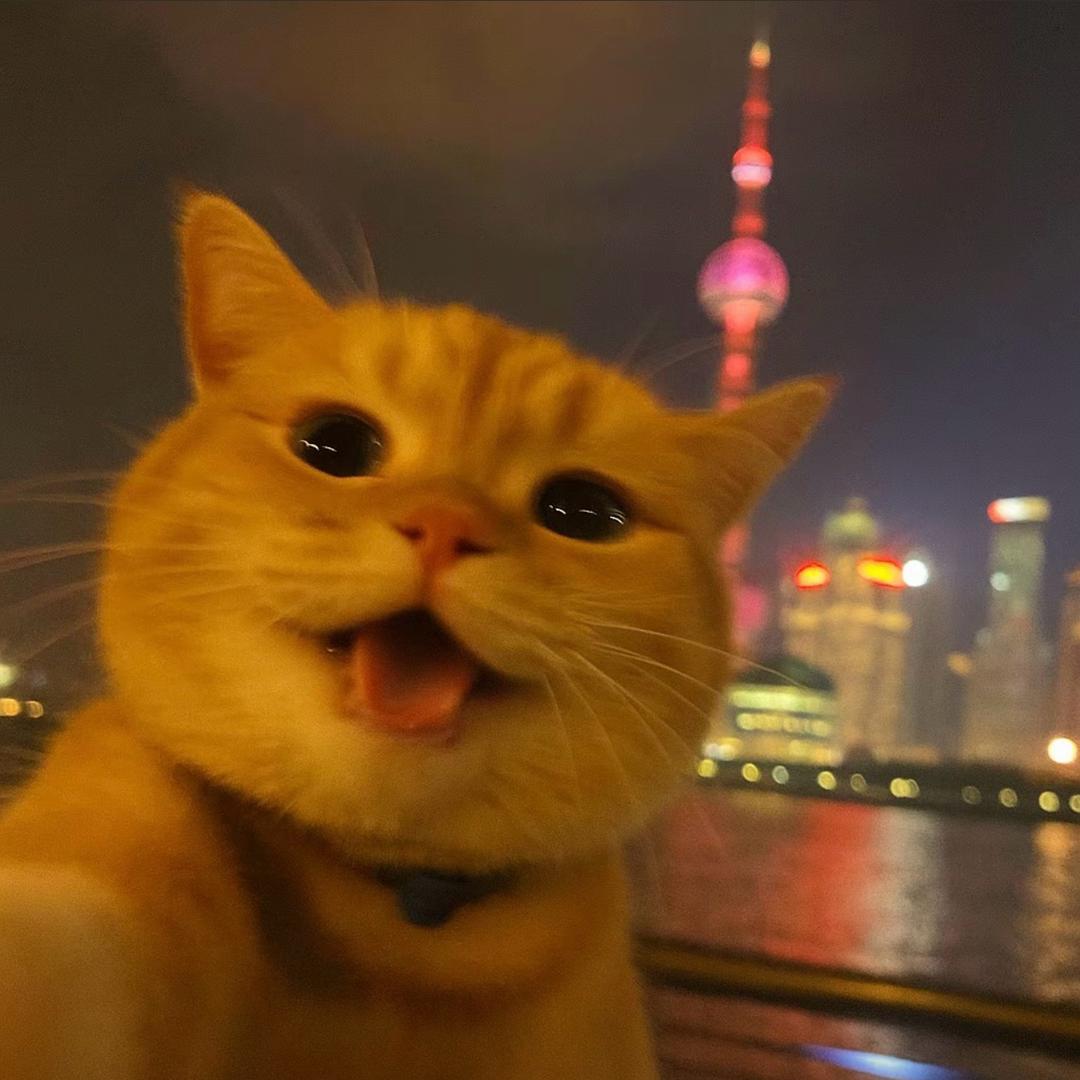 毛毛