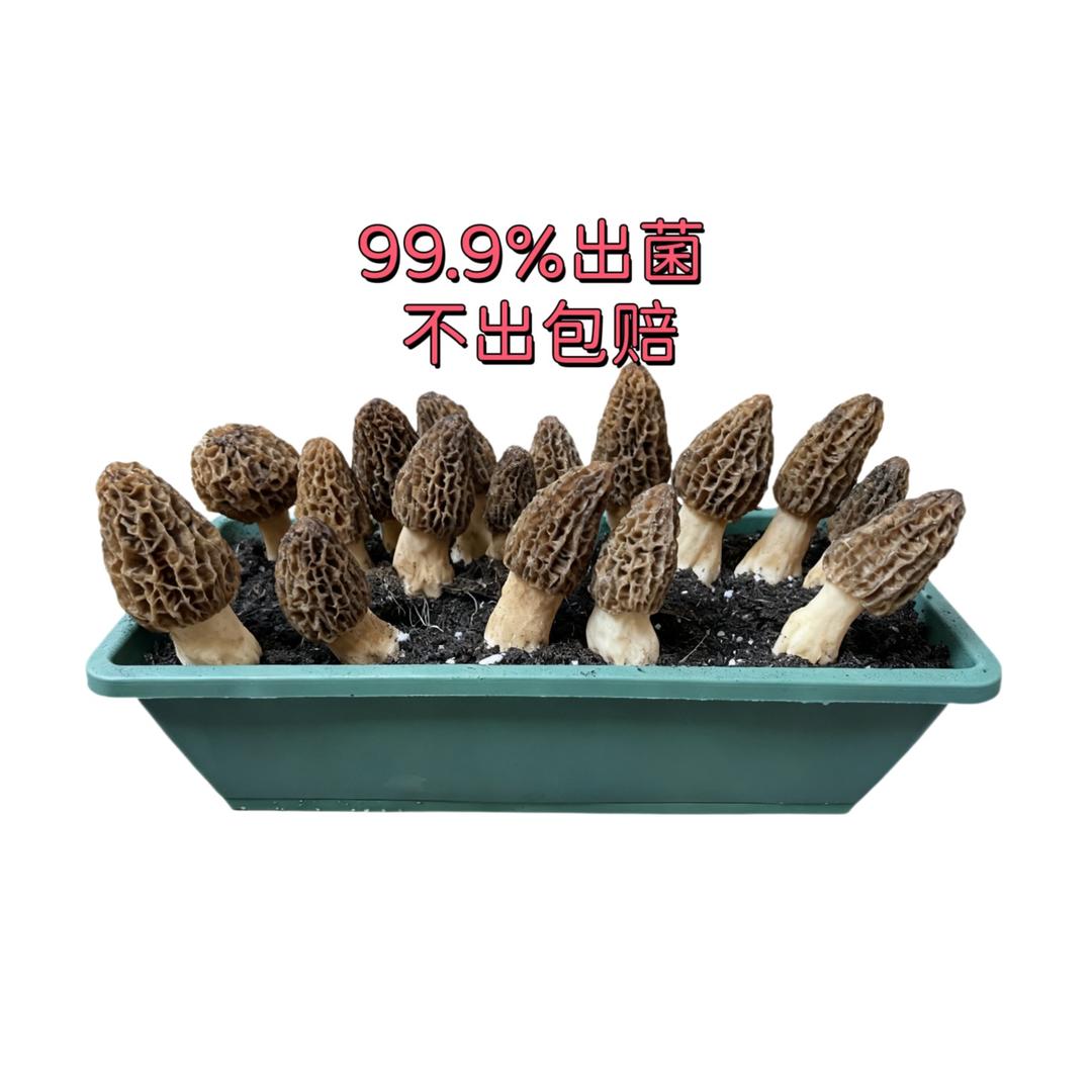 羊肚菌研究所