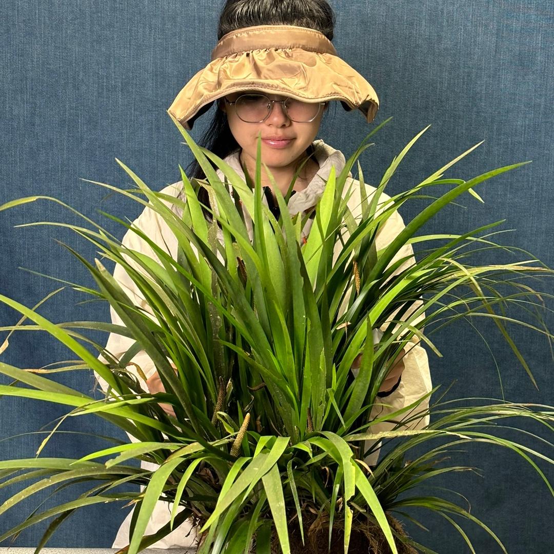 乌蒙山绿植搬运工