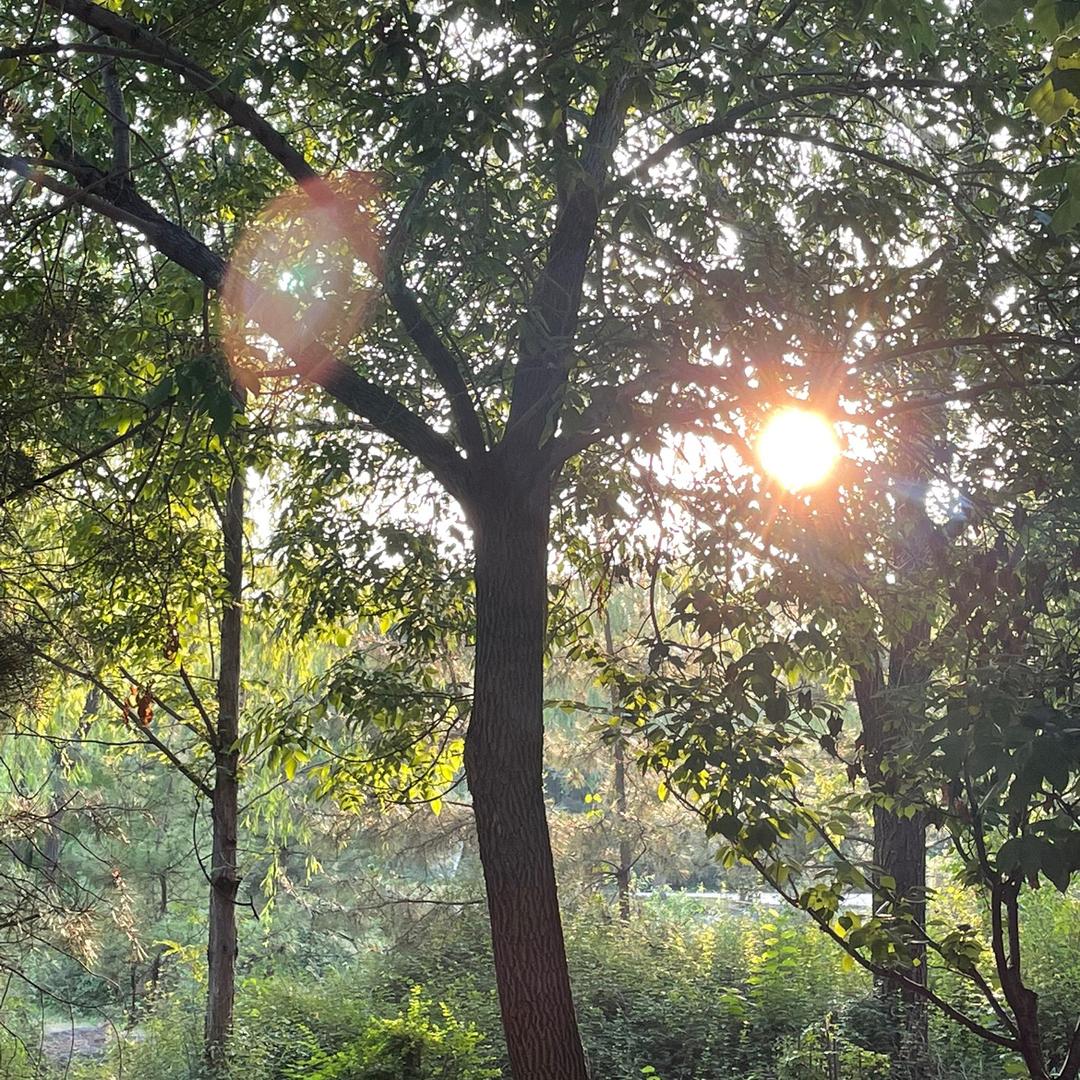 莫音.