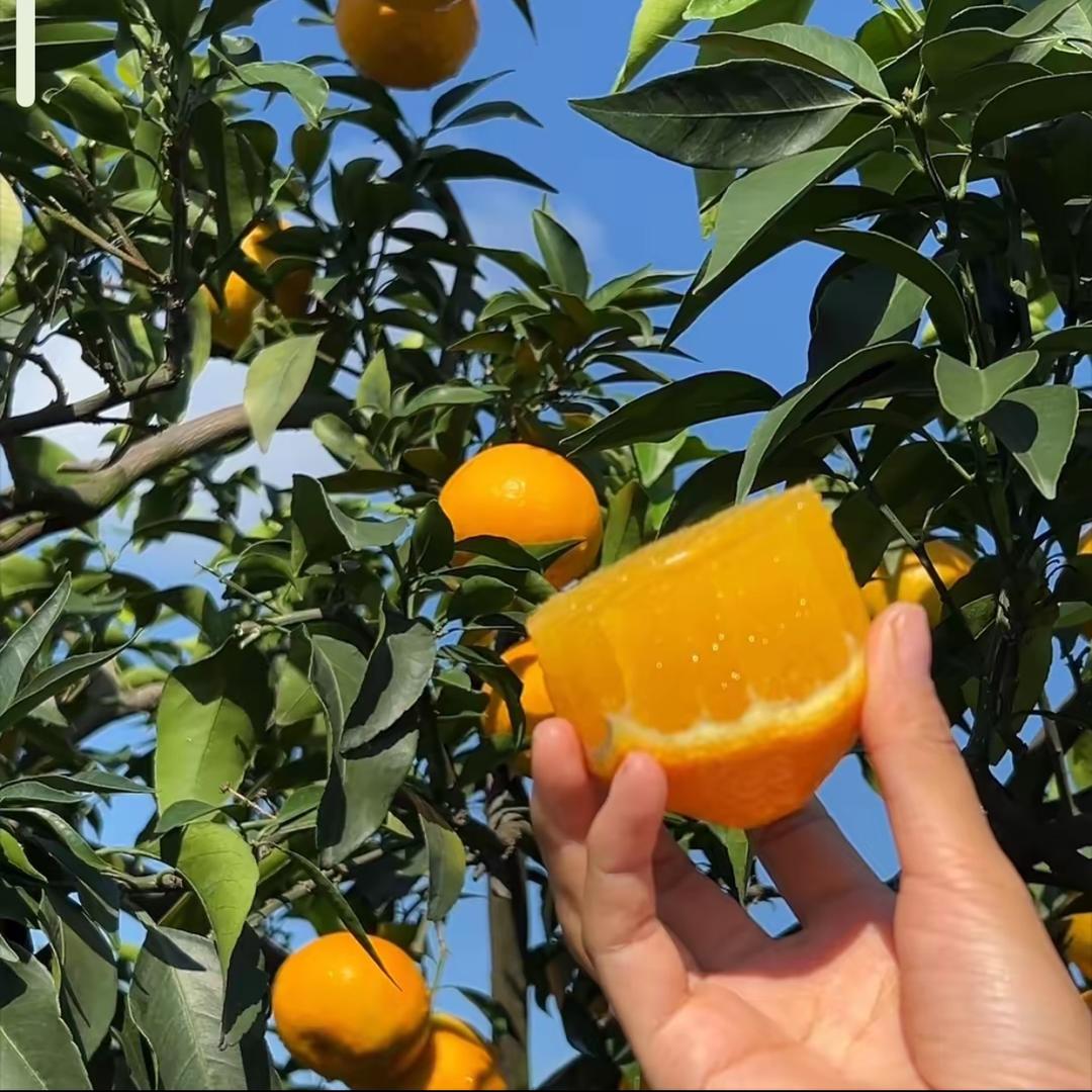 赵振武
