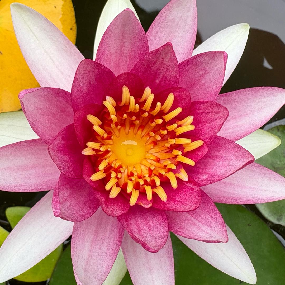 禅驿·汉阳院子婵娟芦荟