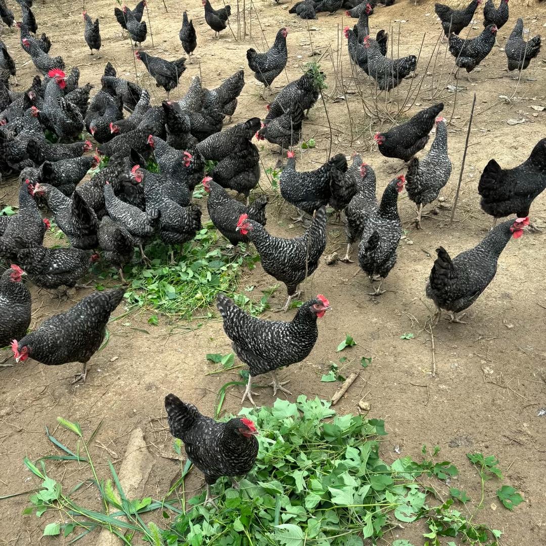 绿野本味生态养殖