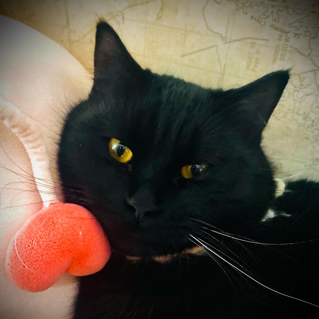 噗噗是只猫