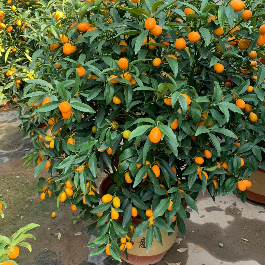 现代绿植基地
