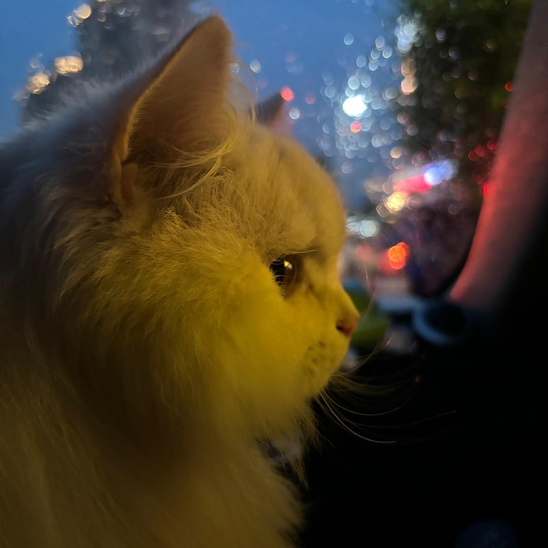小彭苃_🐈