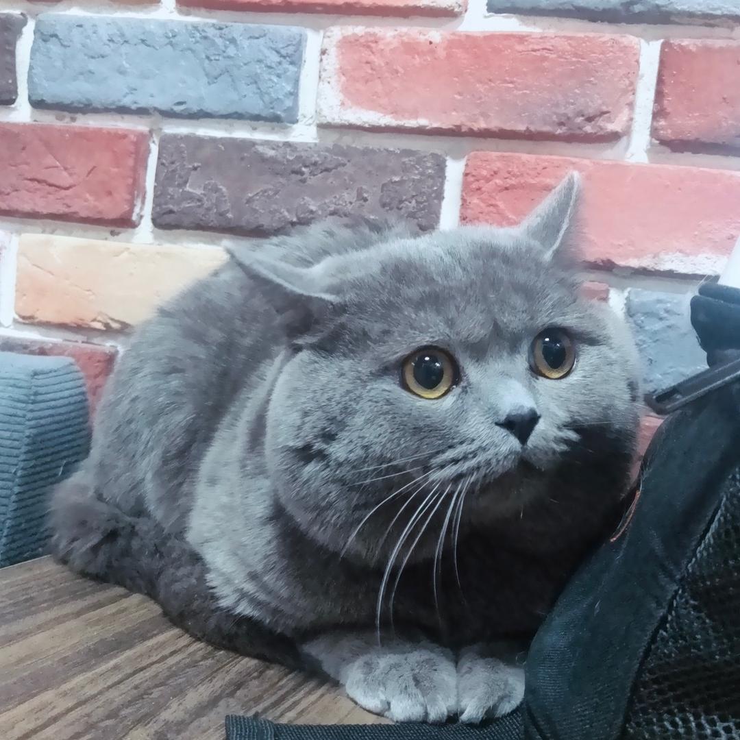 糖醋百威