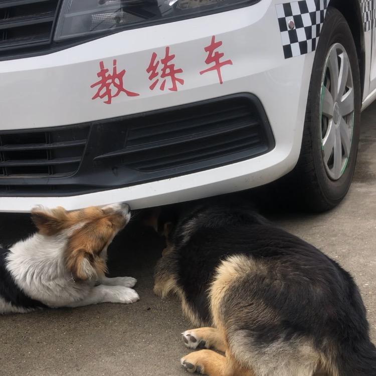 沪上驾校那点事儿