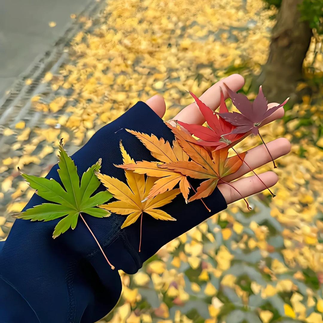 姐姐不吃香菜@