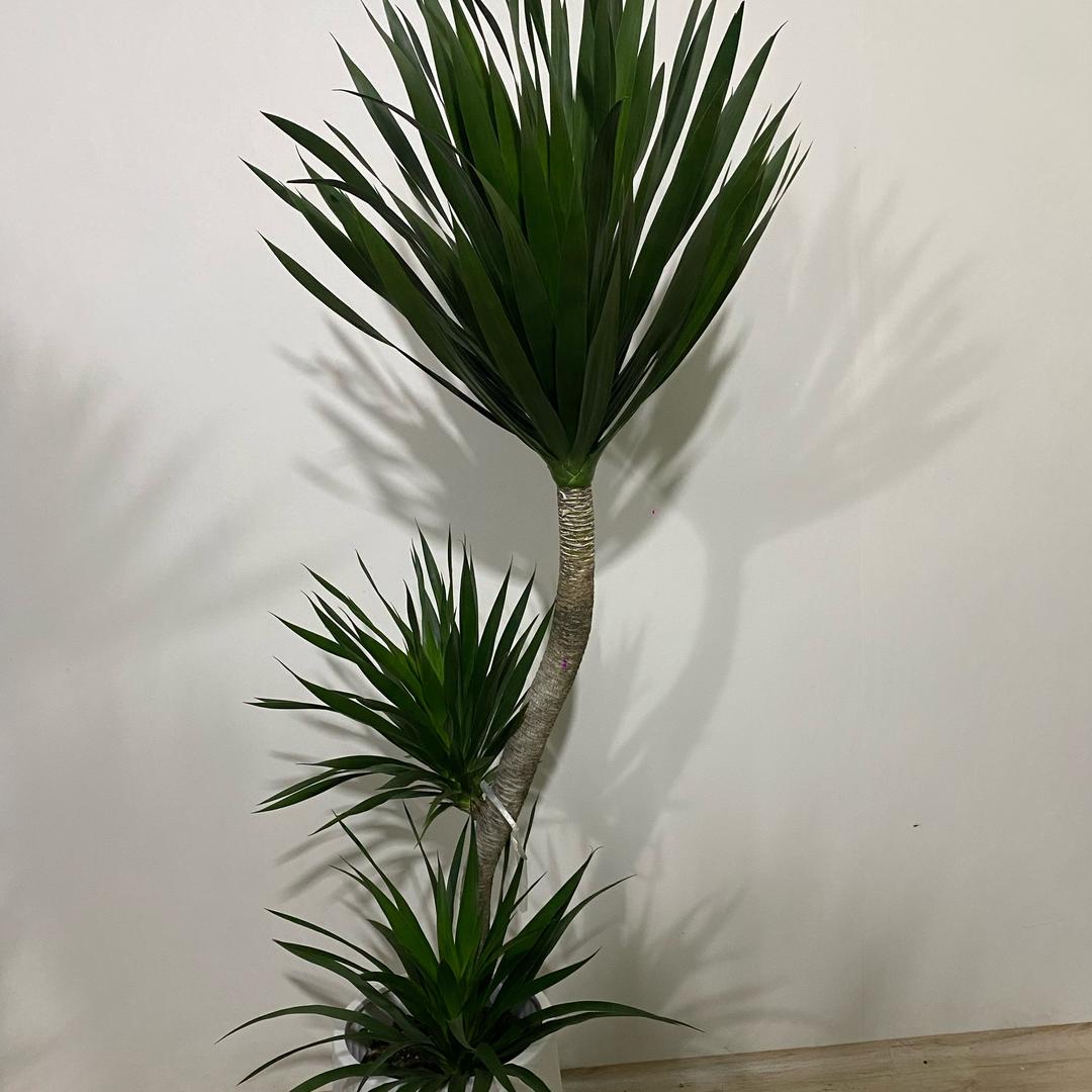 春暖花店