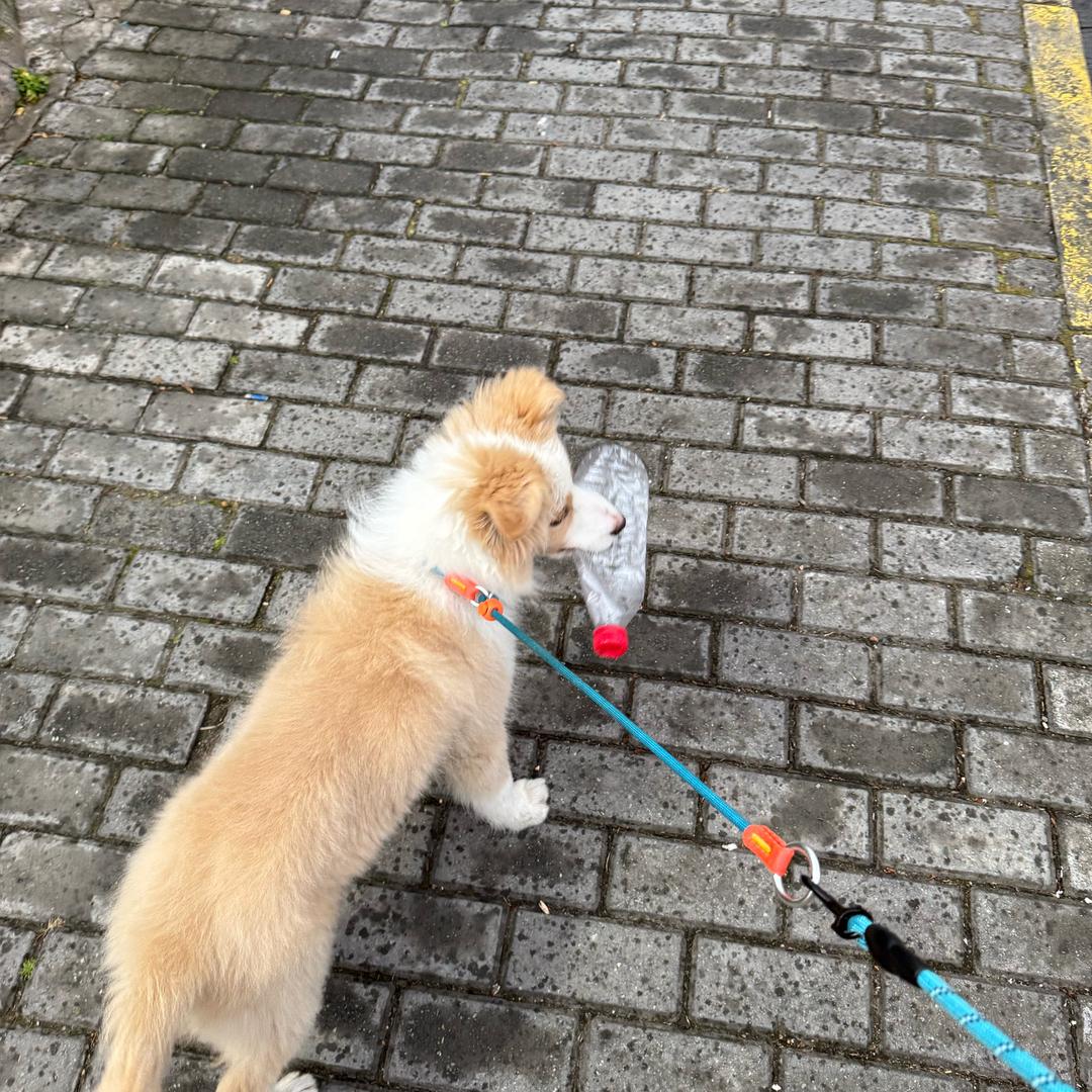 不爱喝水的乐乐