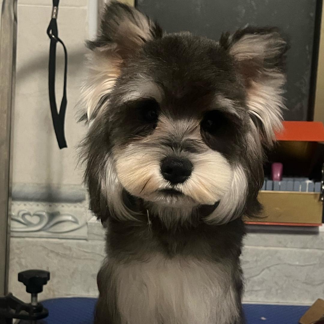 卖雪纳瑞的小女孩