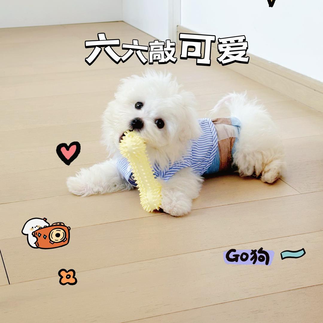六六敲可爱