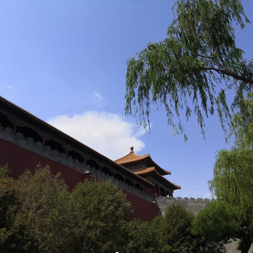 种下梧桐树