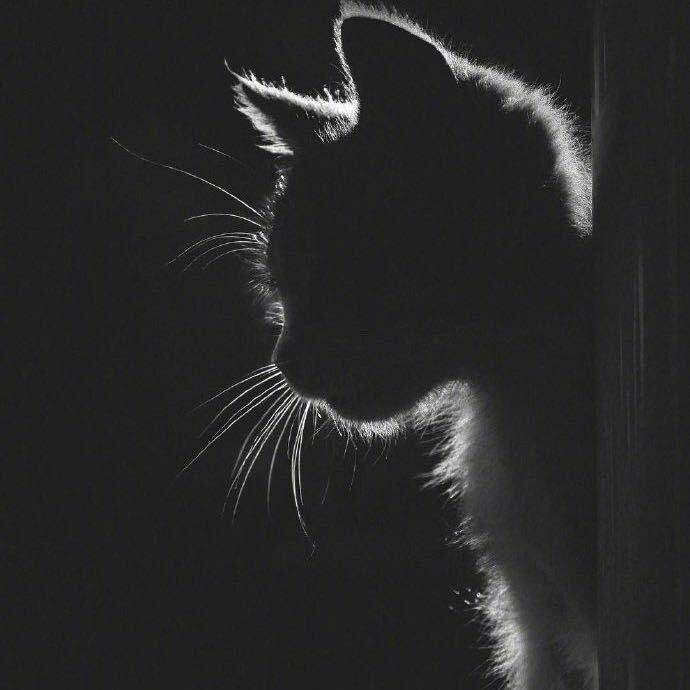 伊伊（和平精英/晋级赛）