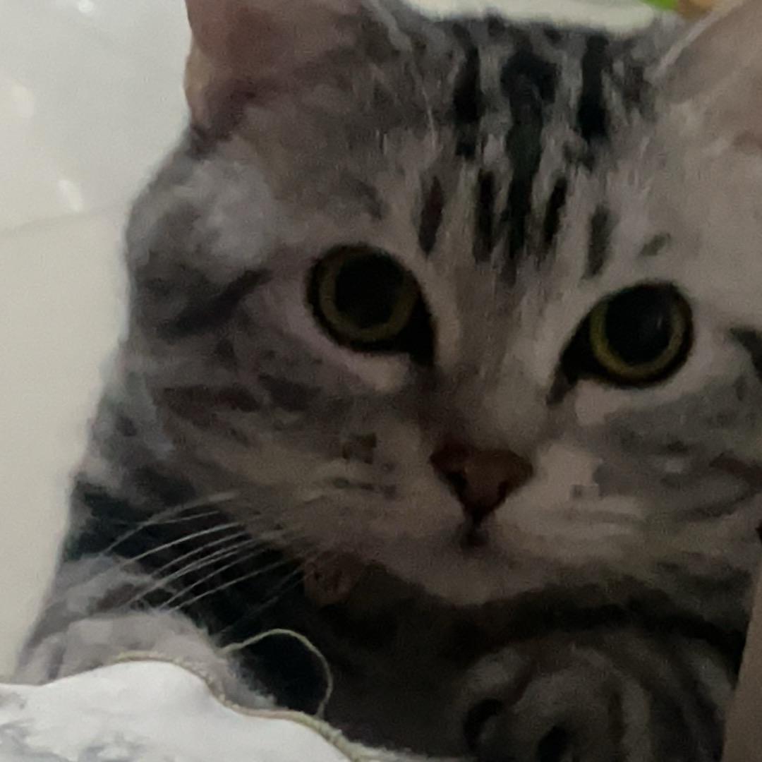 折页鱼