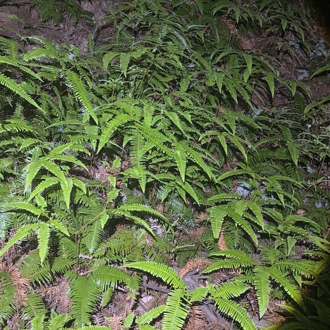 阿妹找山货