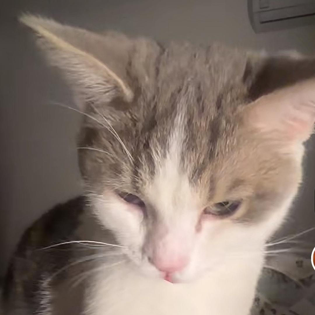 许愿的星星（见过千玺版）