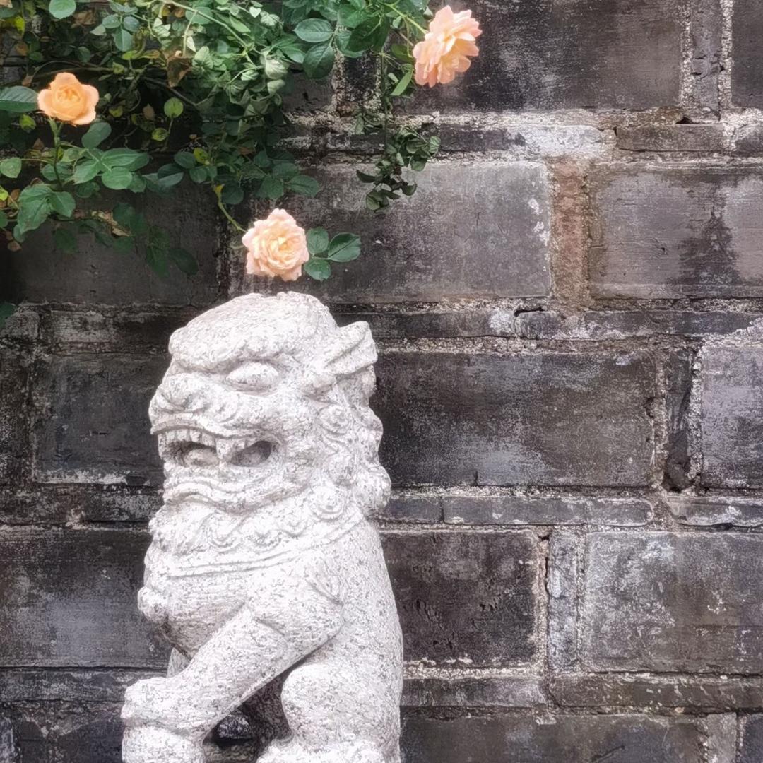 铜陵茶