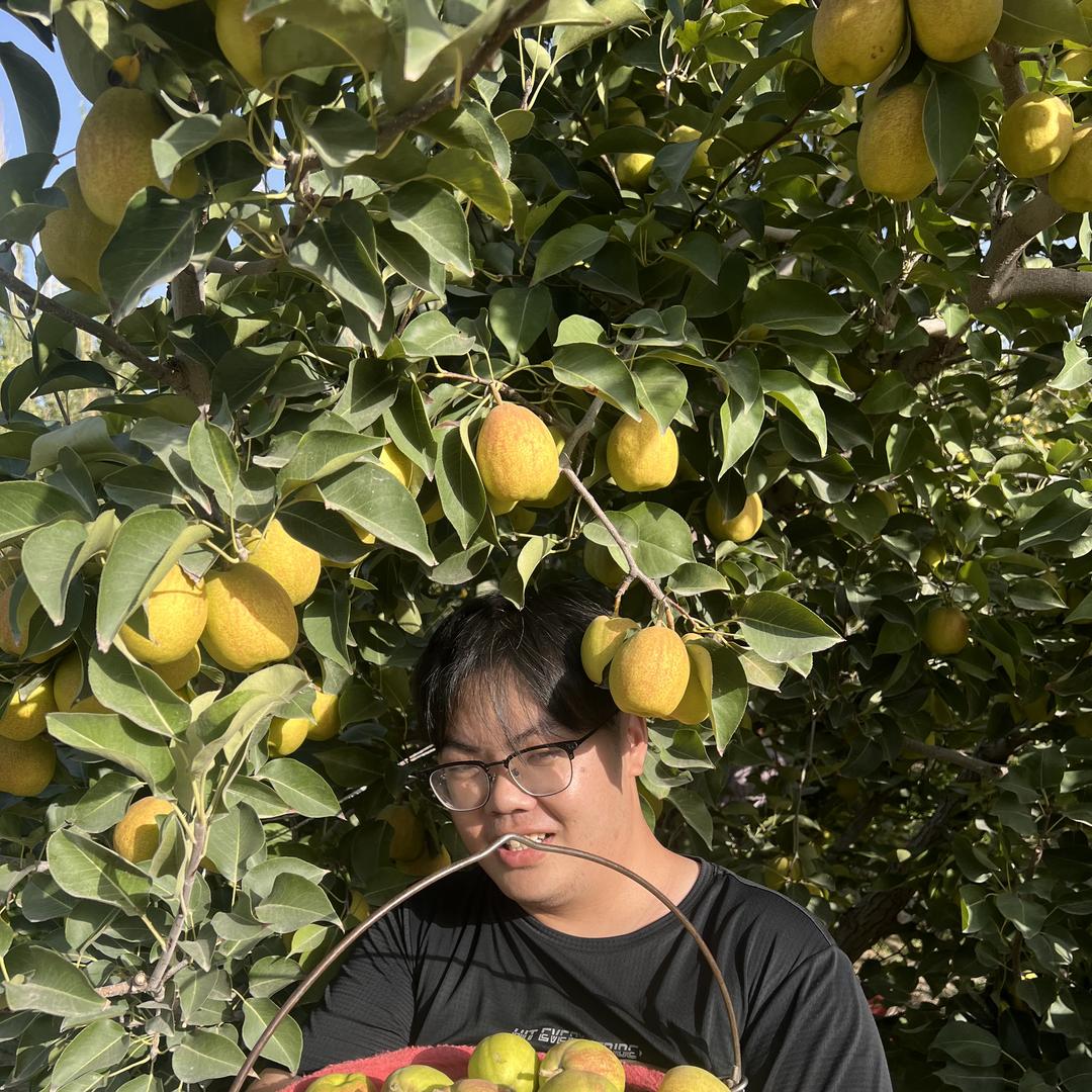 馫疆水果