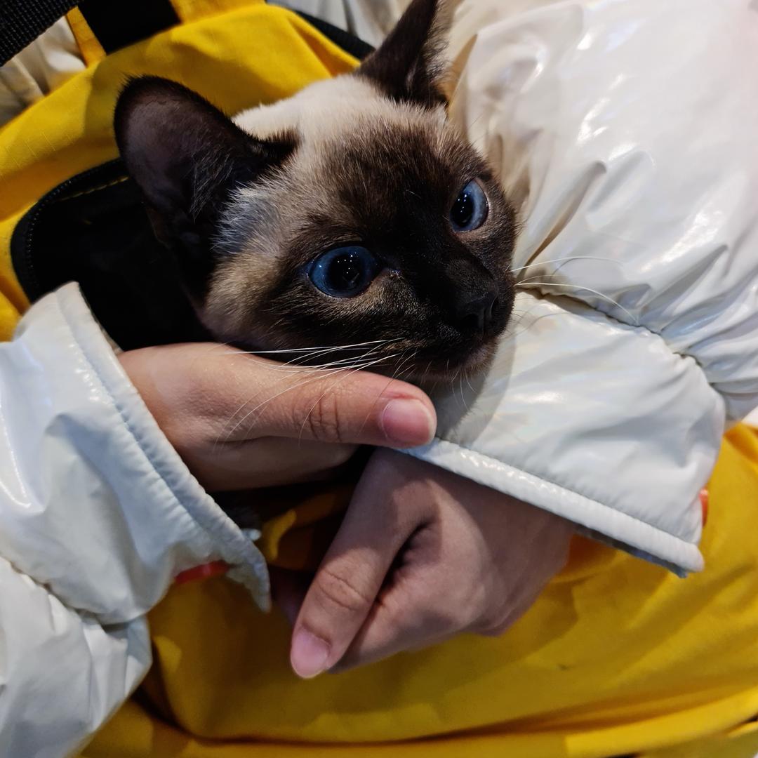兽兽是只猫（张远新粉丝）
