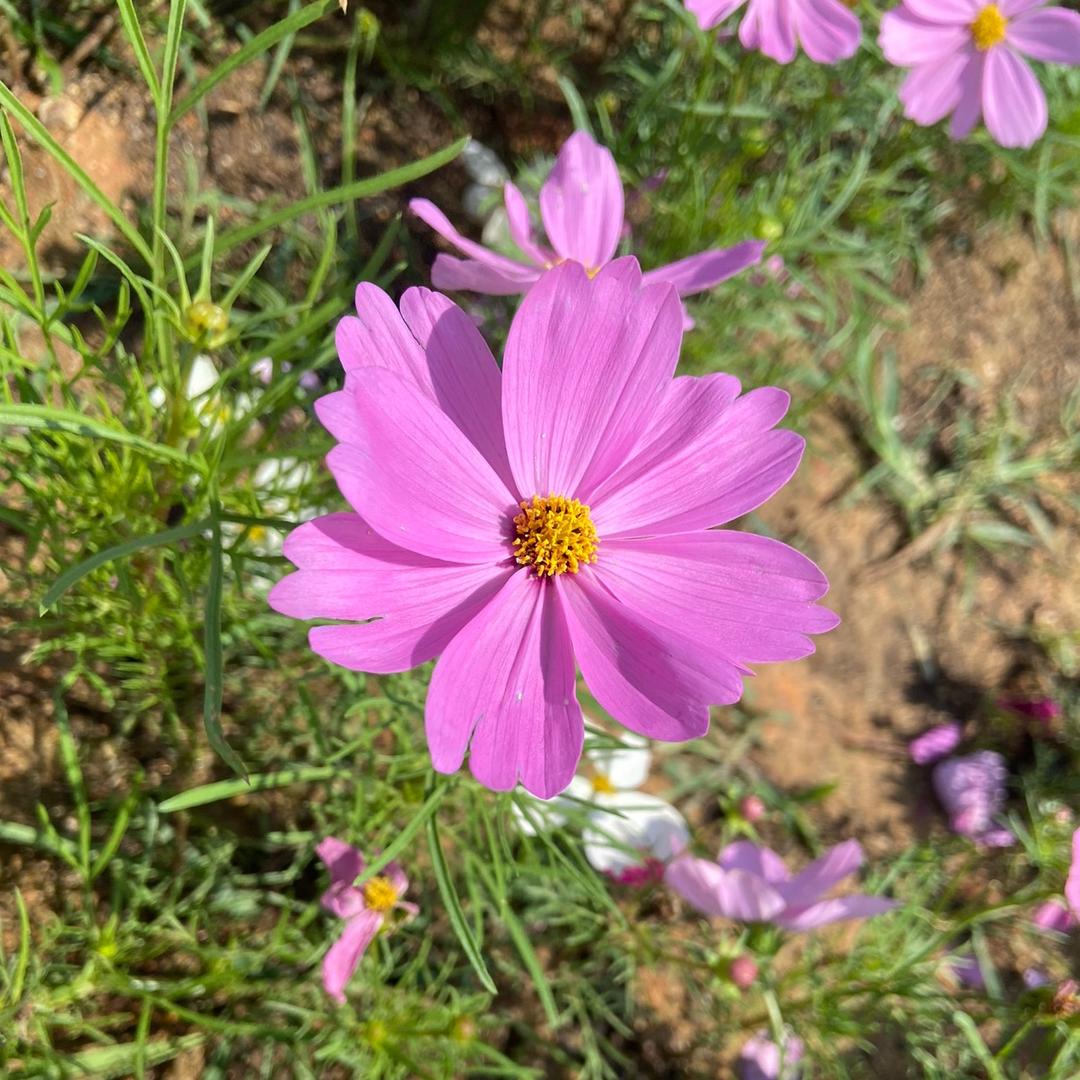 满天星辰不及你🥰