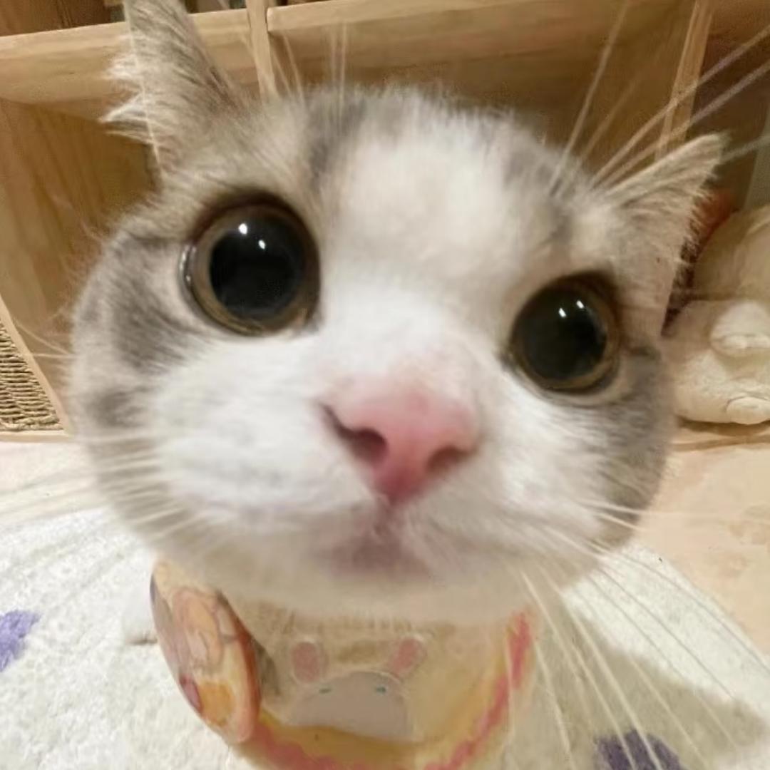 瞌睡🐟