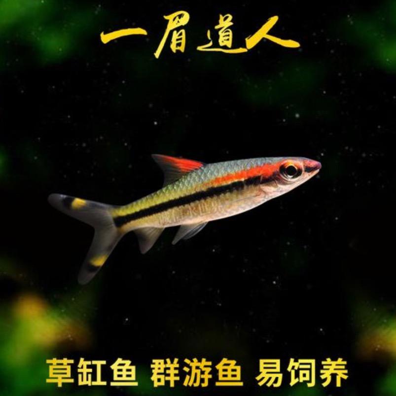 一眉道人鱼苗批发