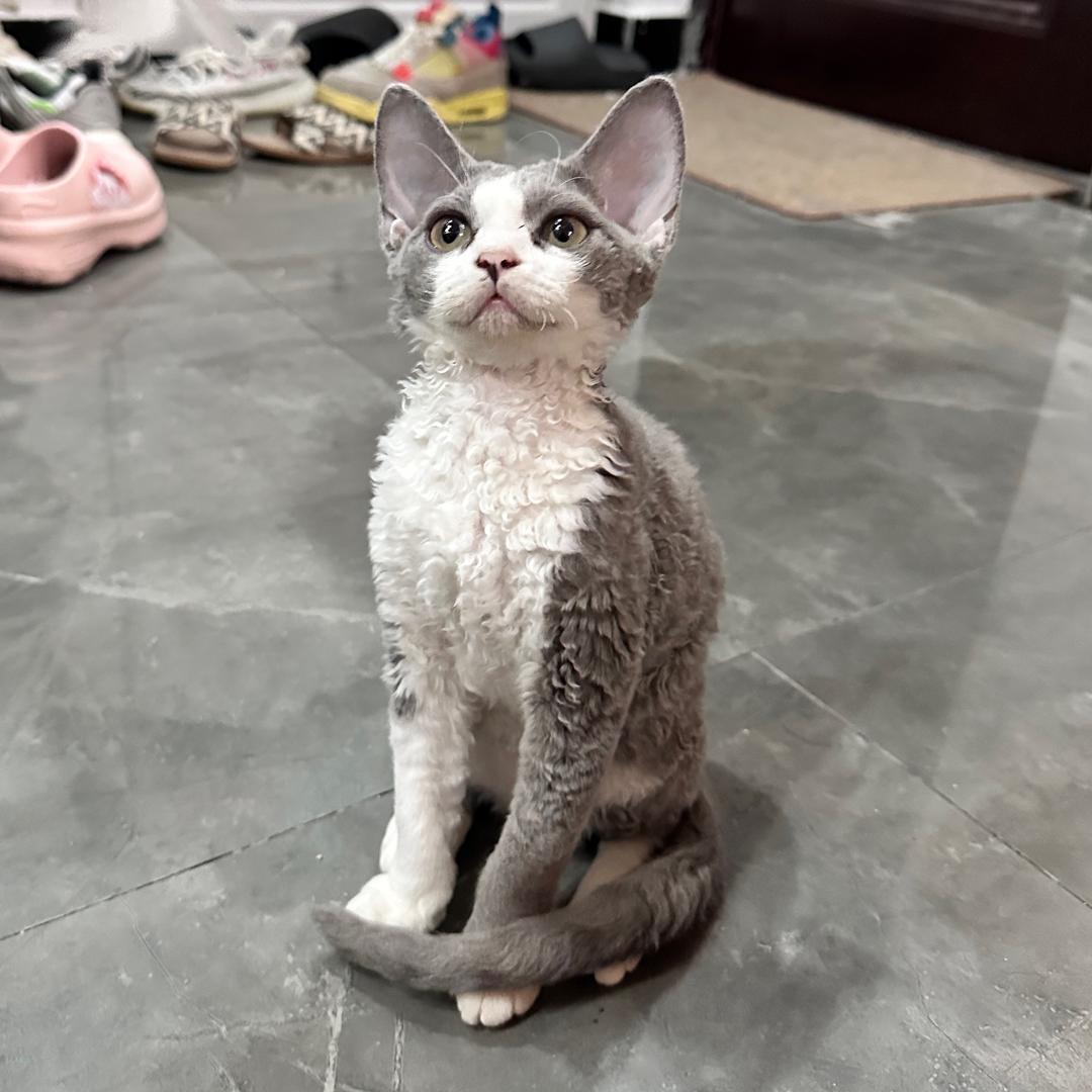 哆米与她的姐妹们