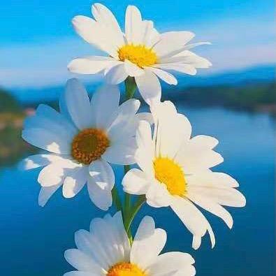 棒棒糖家居优选