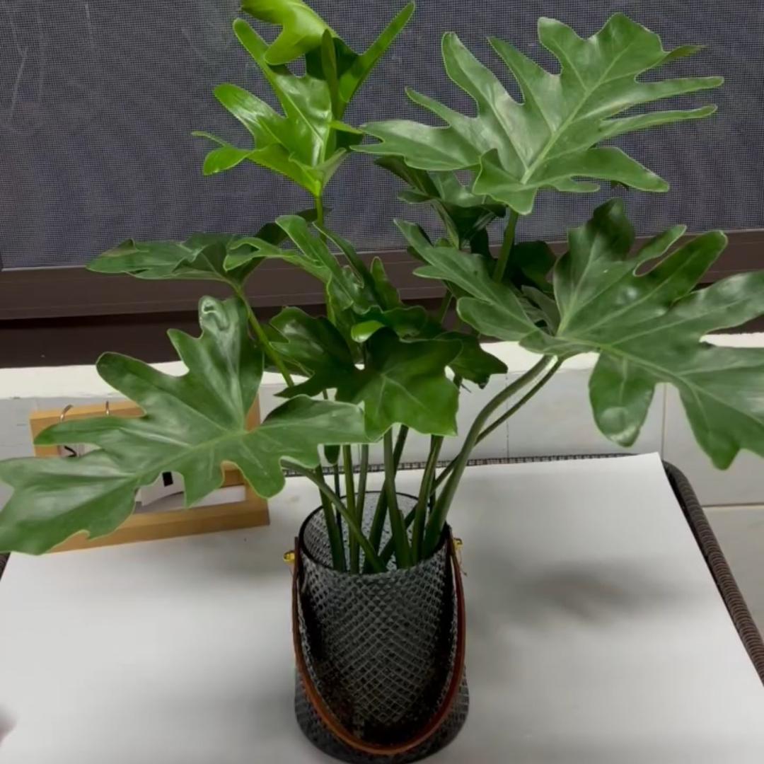 林林爱分享