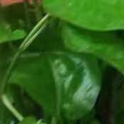 唯稳电梯（销售）