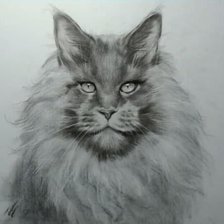 深圳龙岗缅因猫