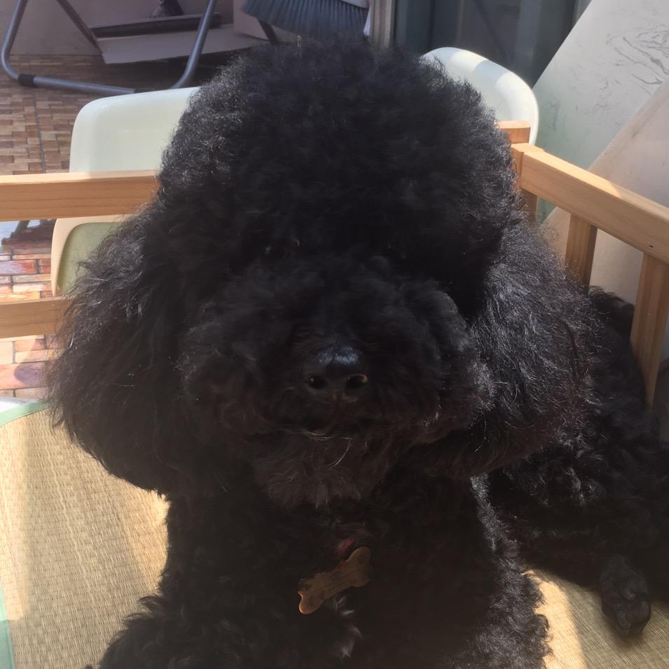 给朕买把吉普森