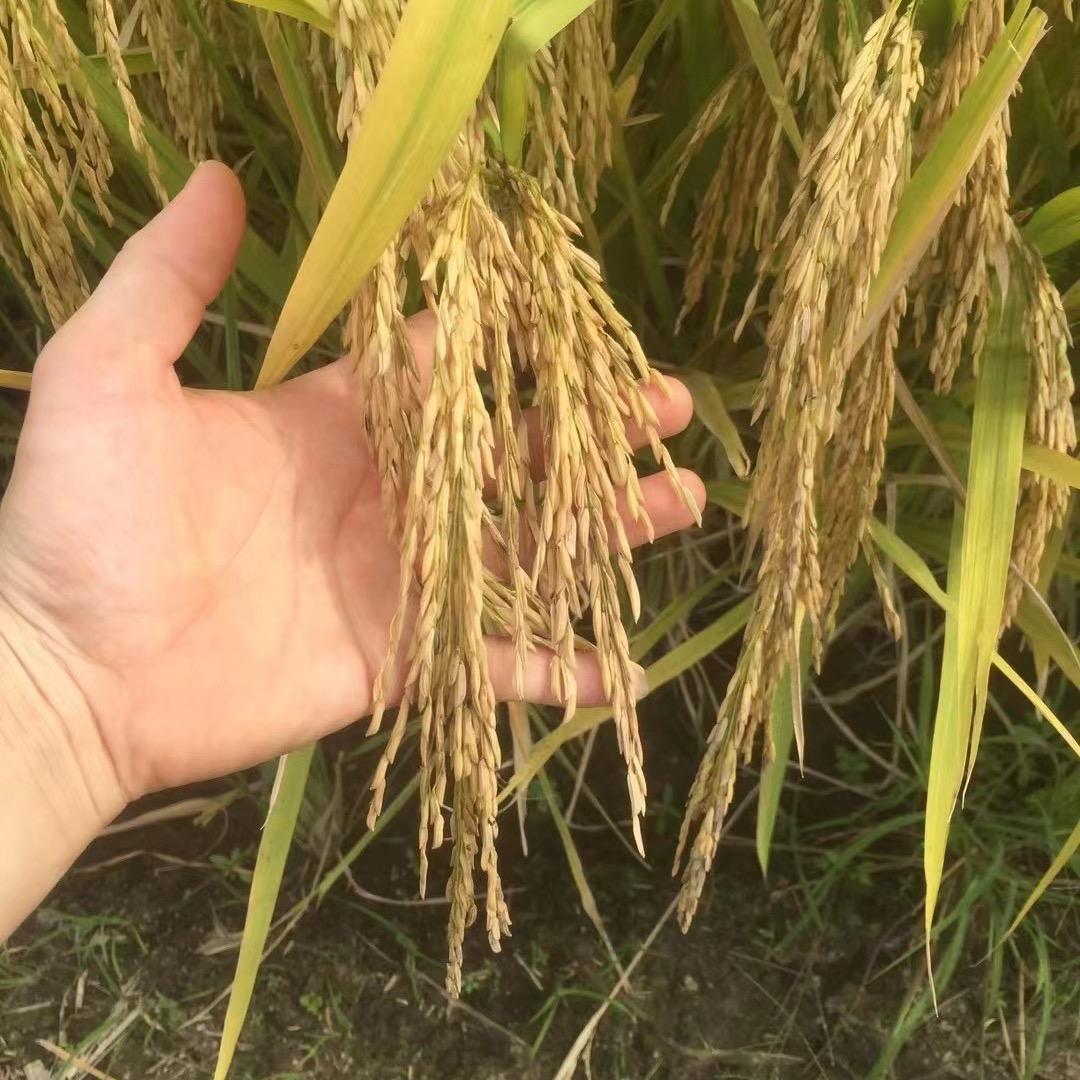 从化日益鲜农家米