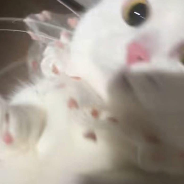 kissYY