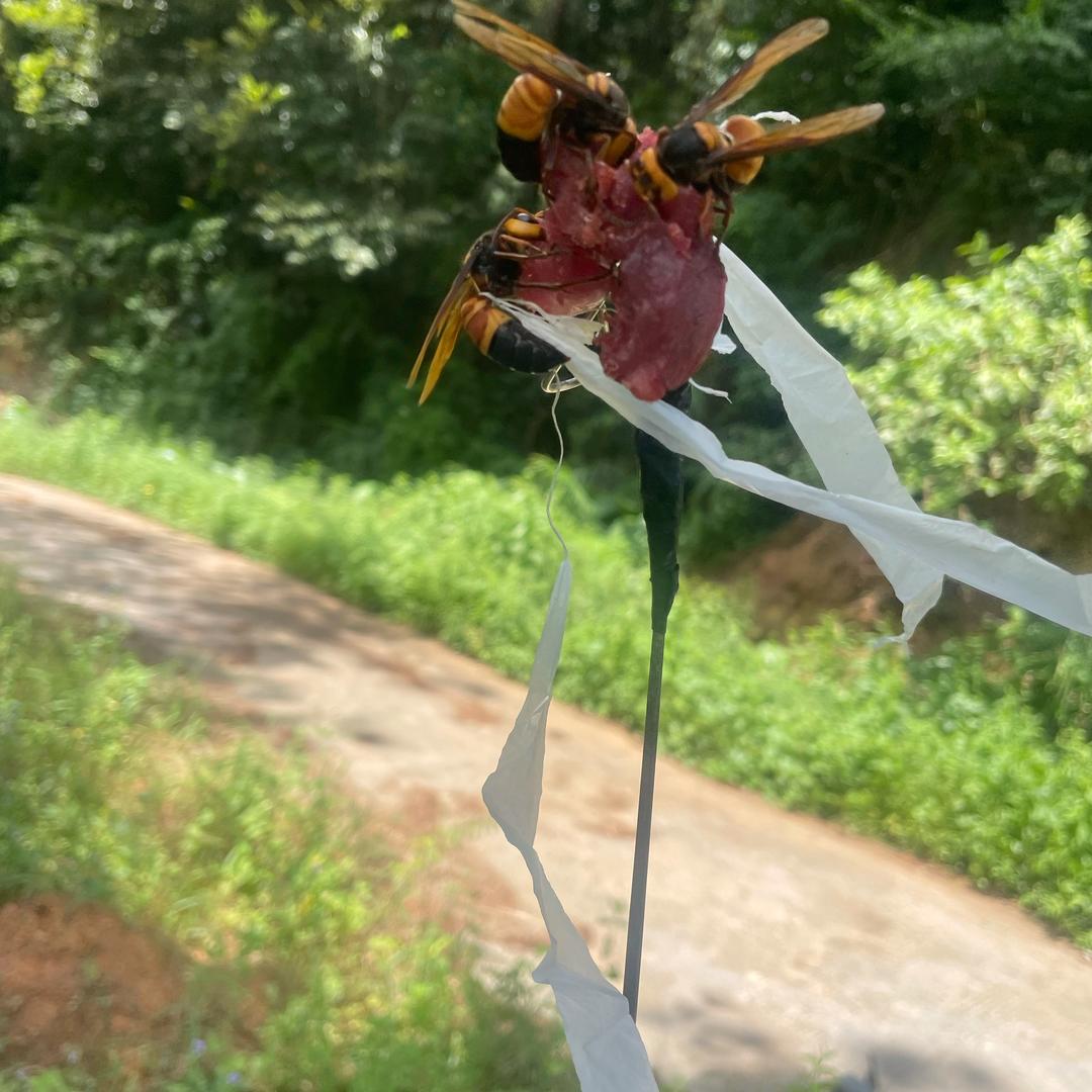 黎村追蜂人！