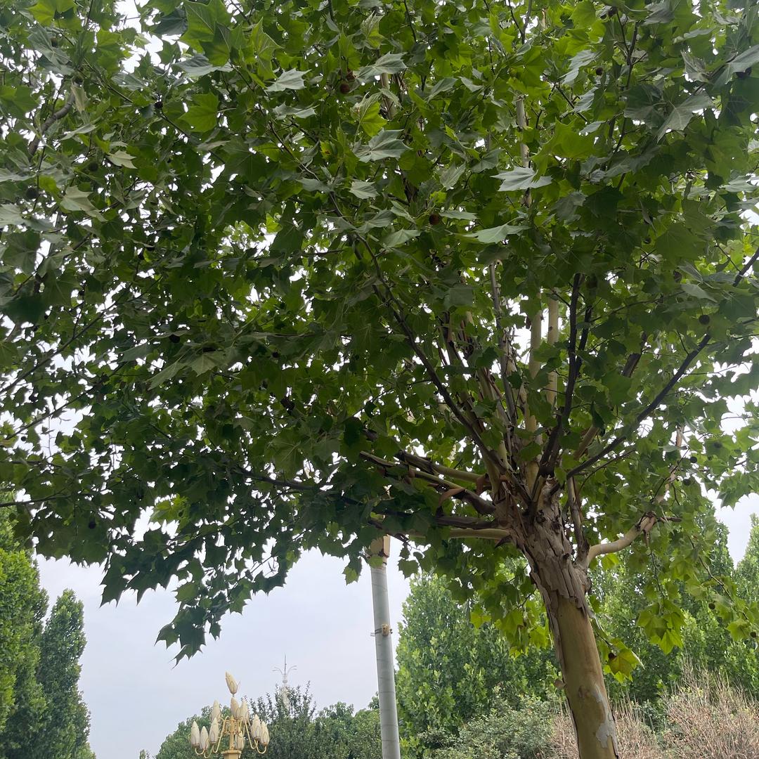 顺珍