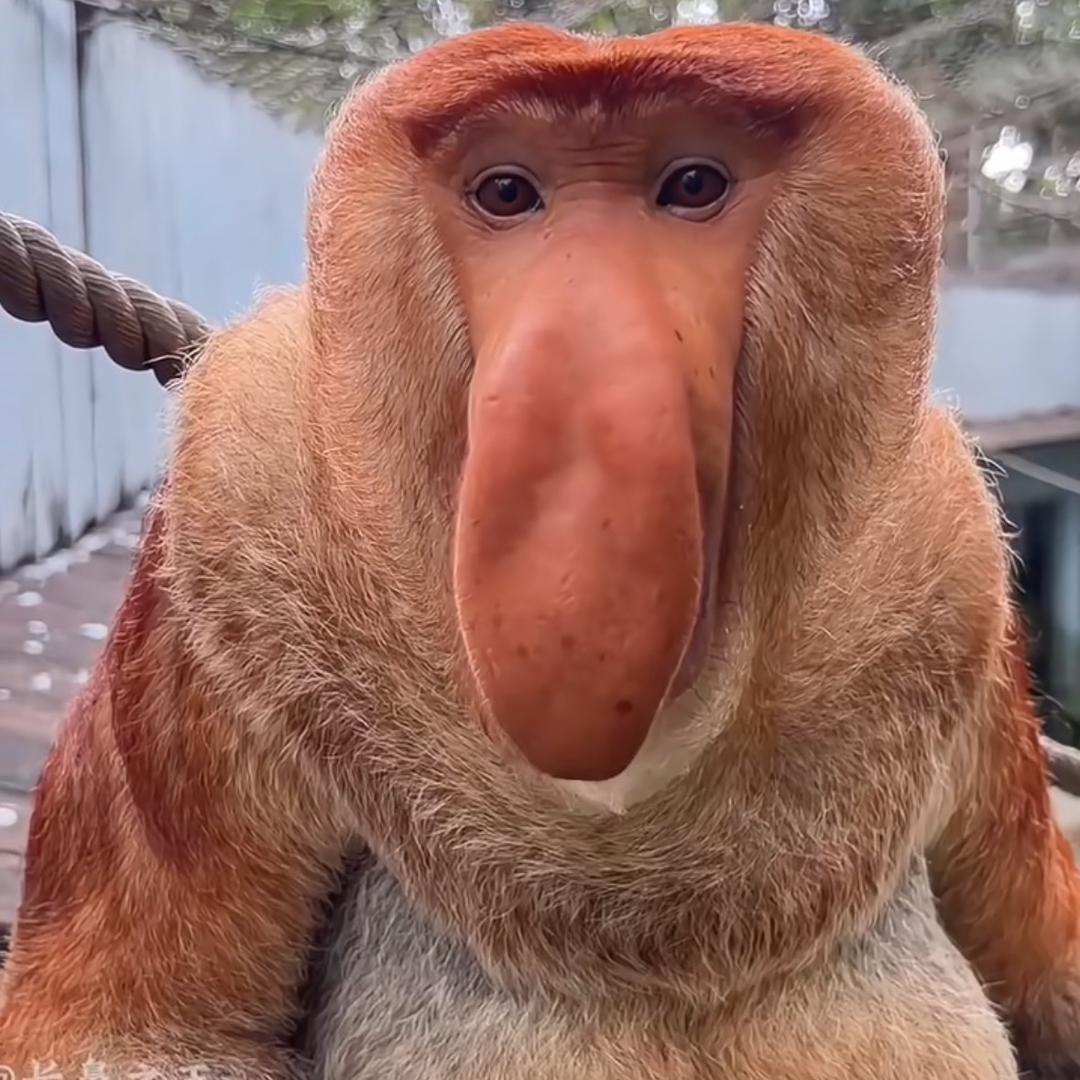 打工人