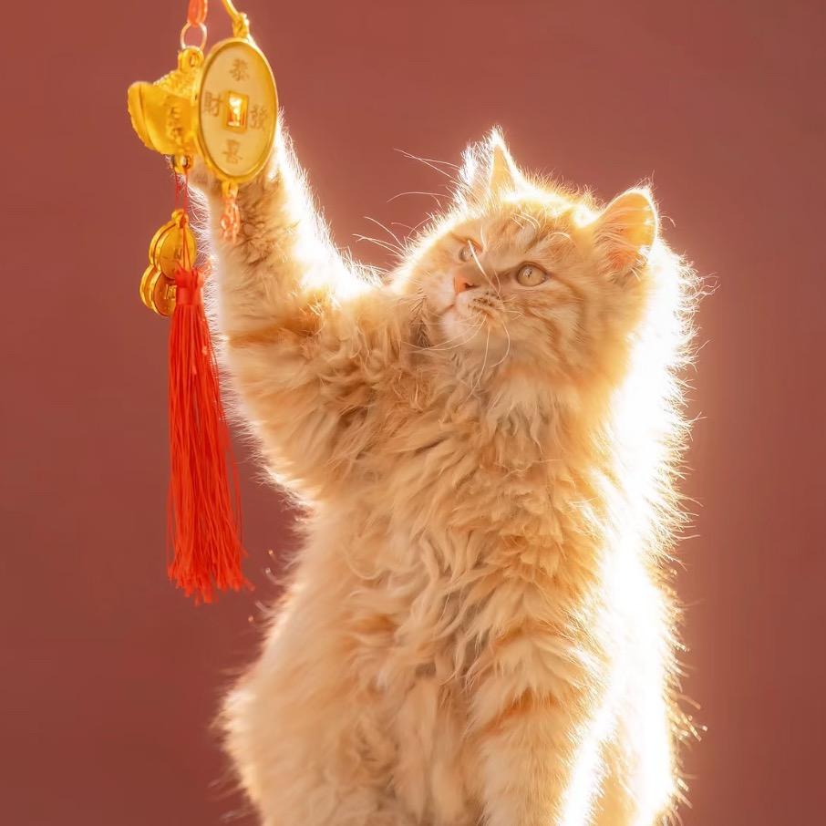 一只发财猫