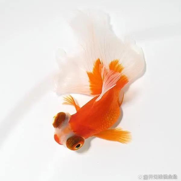 小花朵朵向太阳